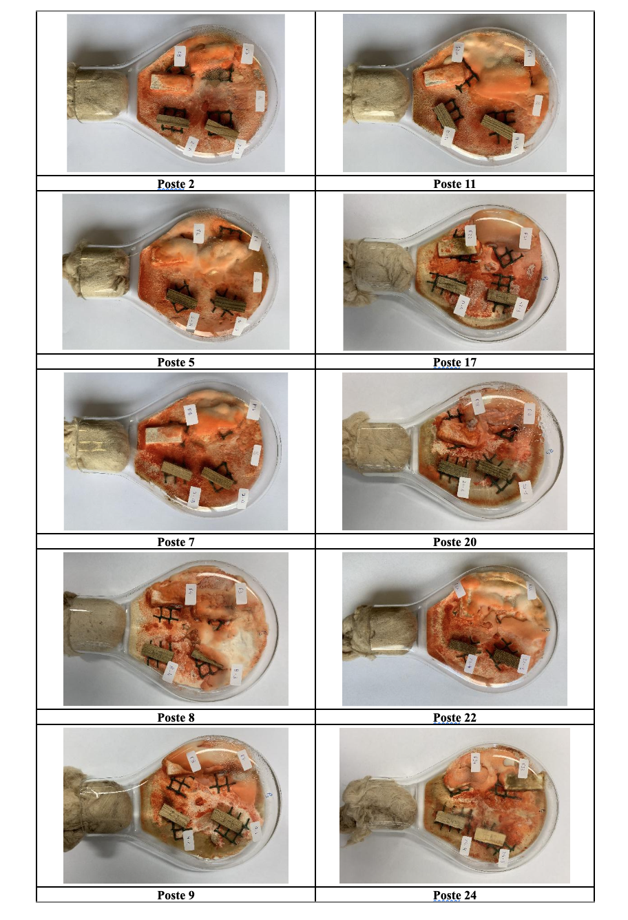 Ensaio de avaliação de resistência de provetes de postes de pinho bravo ao fungo de podridão P. sanguineus, no final das 8 semanas de exposição, para os diferentes provetes de postes ensaiados (dois provetes em posição inferior em cada imagem), e respetivos controlos (dois provetes em posição superior em cada imagem)